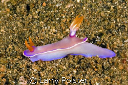 Another Nudi from Lembeh, Nikon D70s, 60 mm, twin Ikelite... by Larry Polster 